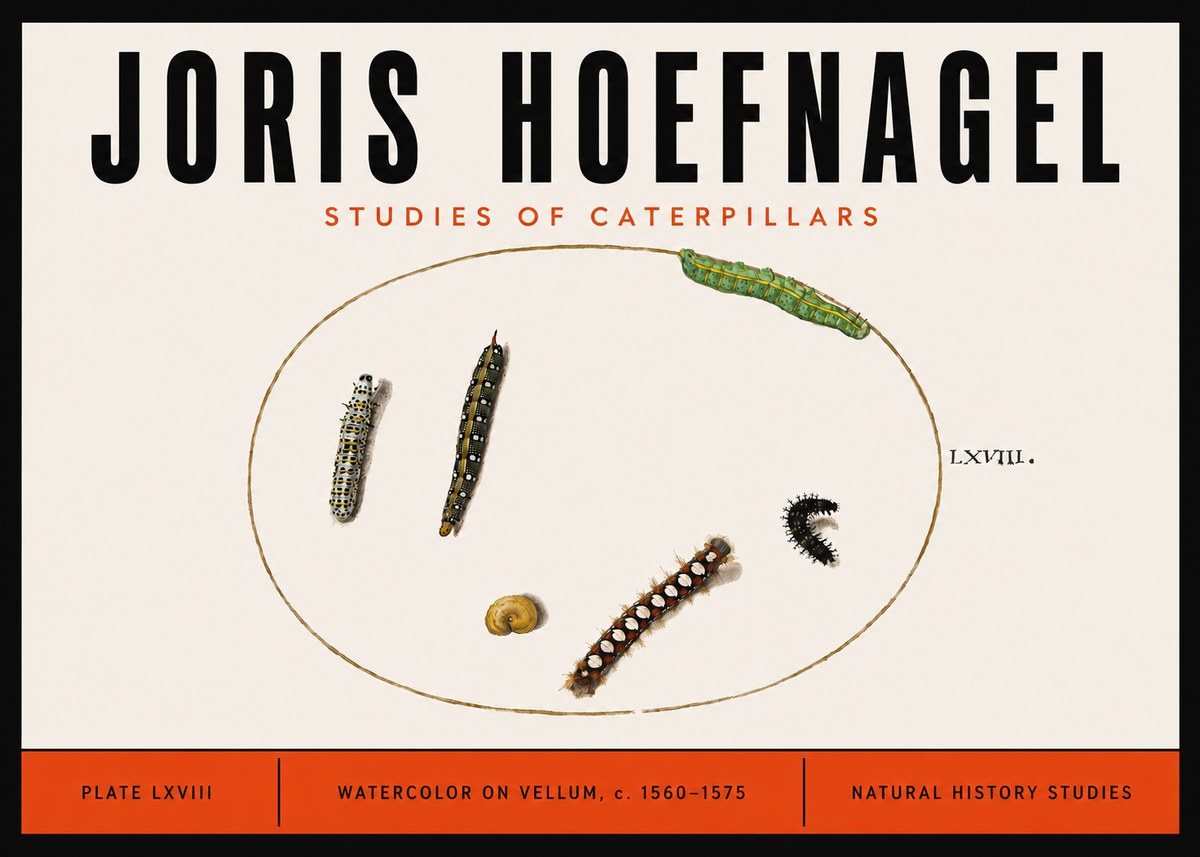 Joris Hoefnagel Studies of Caterpillars No6 - Poster