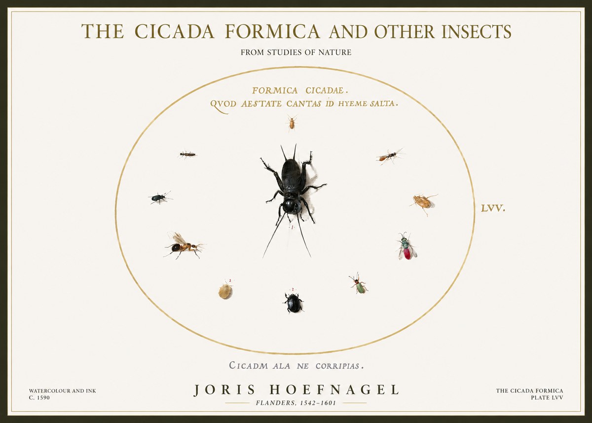 Joris Hoefnagel Formica Cicadae No5 - Poster