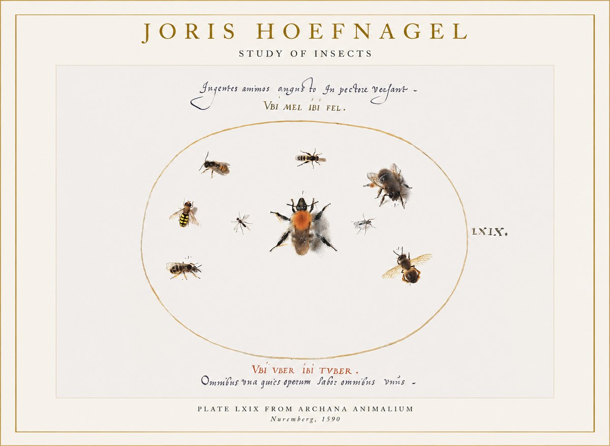 Joris Hoefnagel Insects Study II No6 - Poster