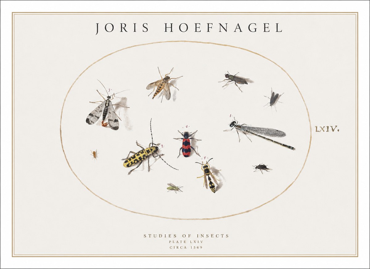 Joris Hoefnagel Studies of Insects - Plate Lxiv No1 - Poster