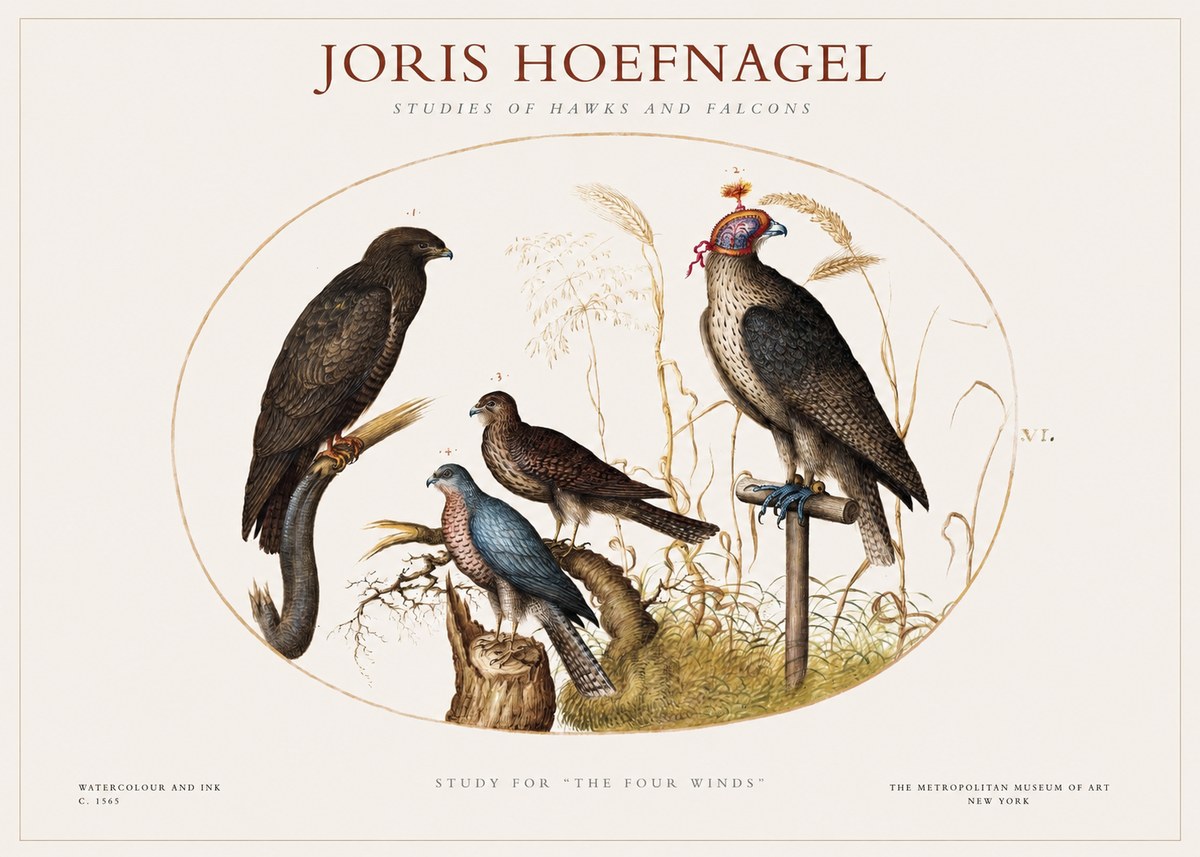 Joris Hoefnagel Studies of Hawks and Falcons No1 - Poster