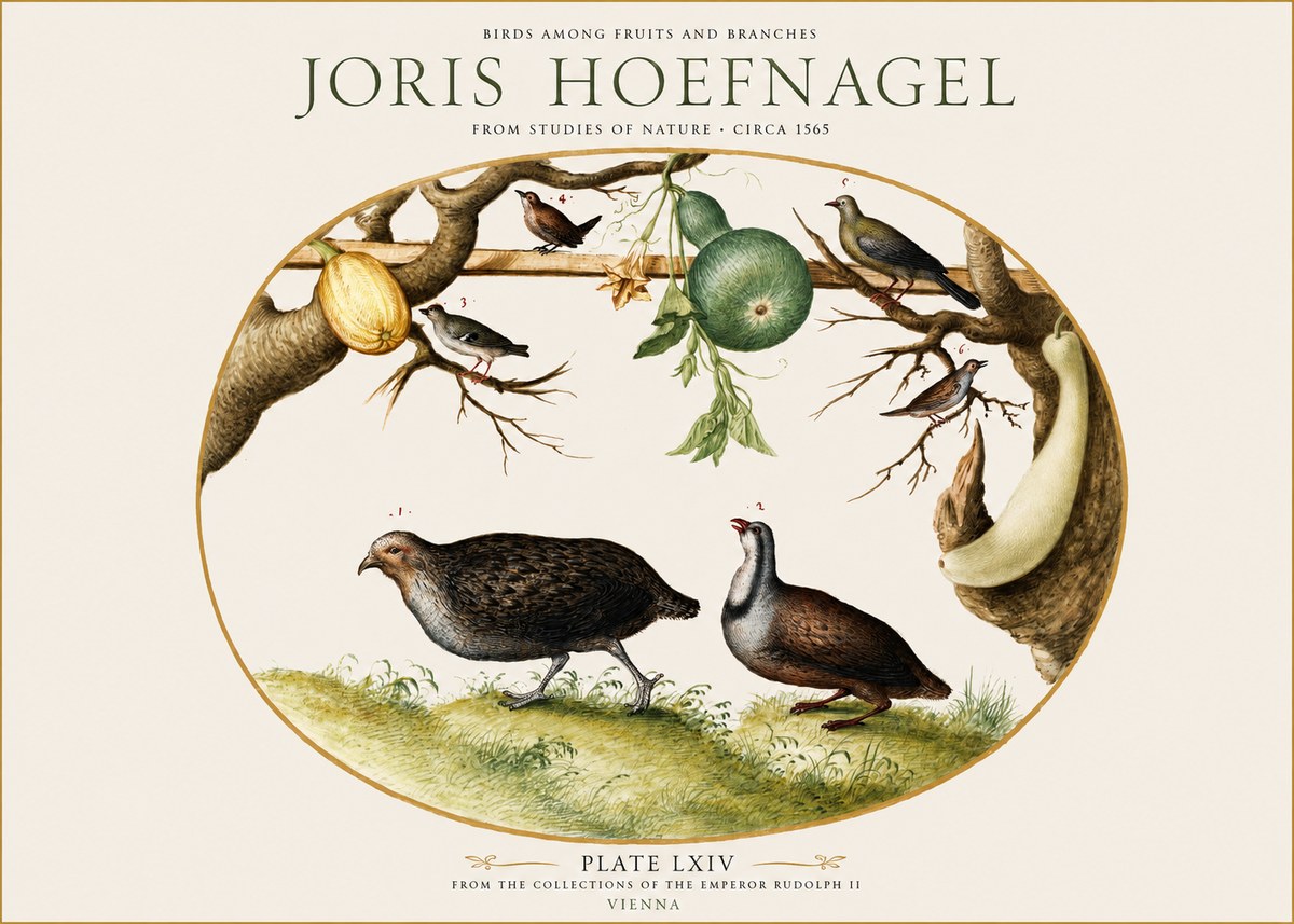 Joris Hoefnagel Birds Among Fruits and Branches No1 - Poster