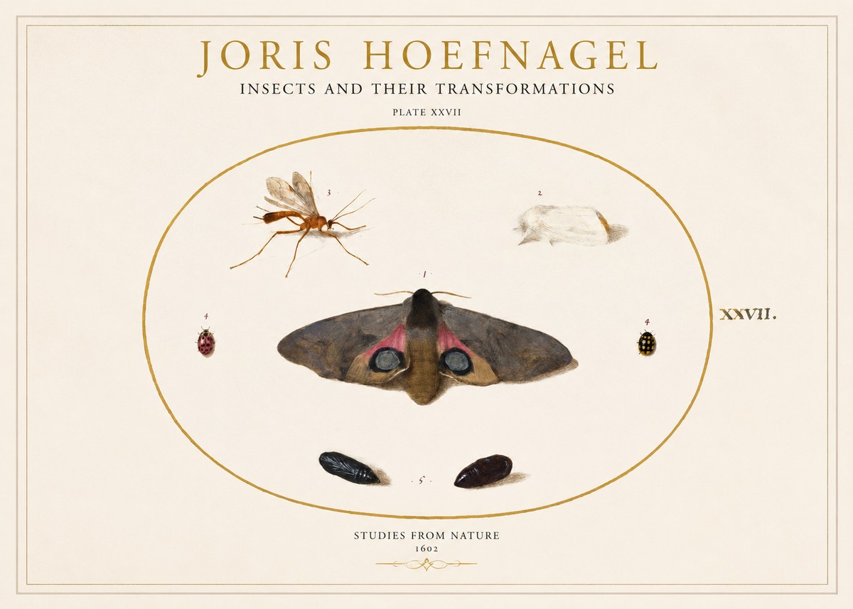 Joris Hoefnagel Insects and Their Transformations - Plate Xxvii No1 - Poster