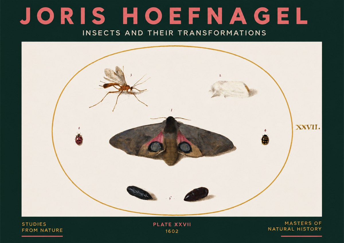 Joris Hoefnagel Insects and Their Transformations - Plate Xxvii No3 - Poster