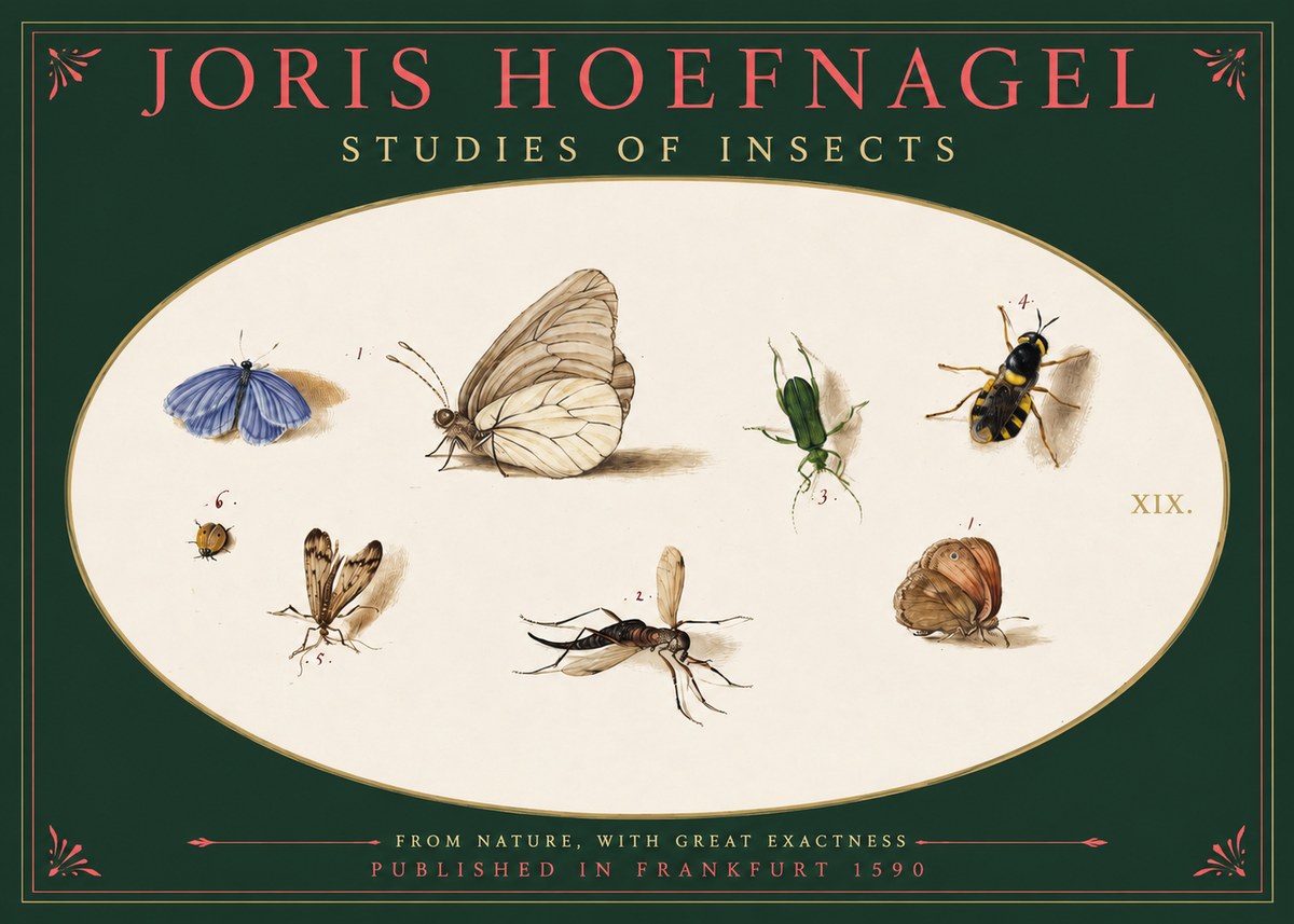 Joris Hoefnagel Studies of Insects V No2 - Poster