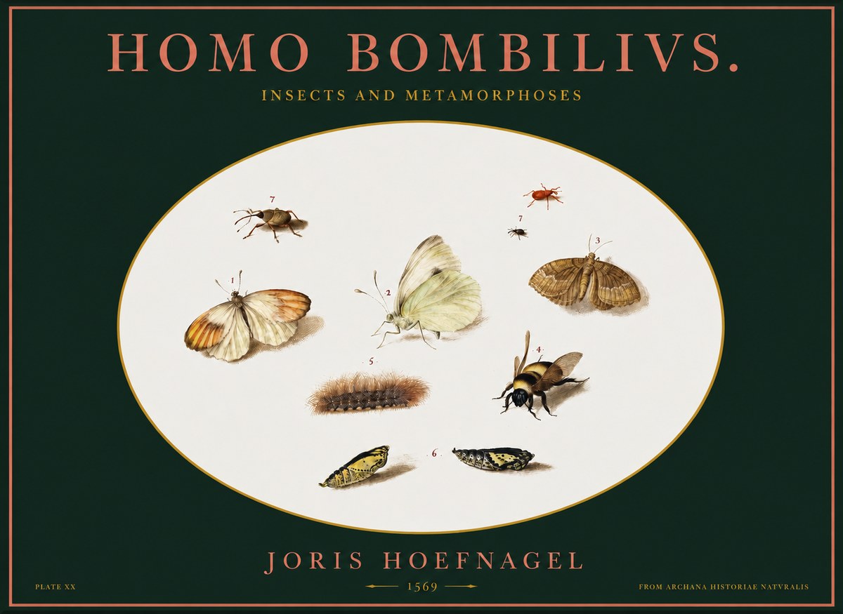 Joris Hoefnagel Homo Bombilivs. Insecta Et Metamorphoses No2 - Poster