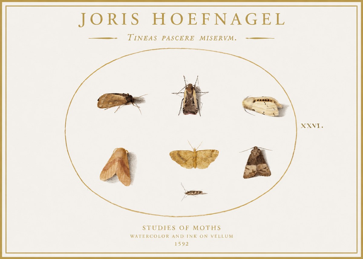 Joris Hoefnagel Studies of Moths II No1 - Poster
