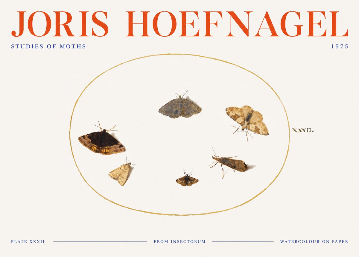 Joris Hoefnagel Studies of Moths III No3 - Poster