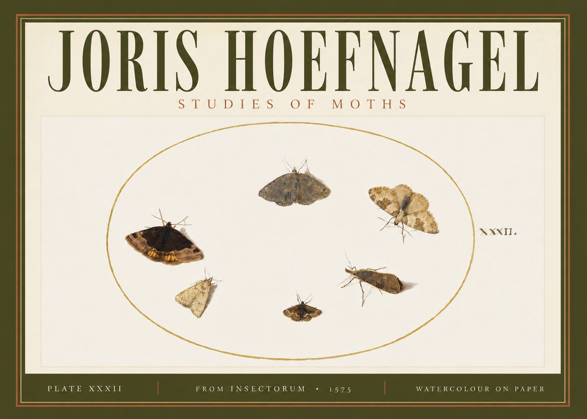 Joris Hoefnagel Studies of Moths III No4 - Poster