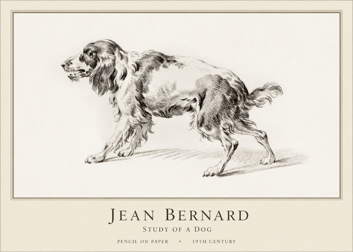 Jean Bernard Study of a Dog V No1 - Poster
