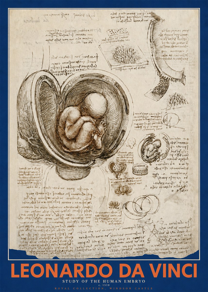 Leonardo da Vinci Studies of the Fetus in the Womb No5 - Poster