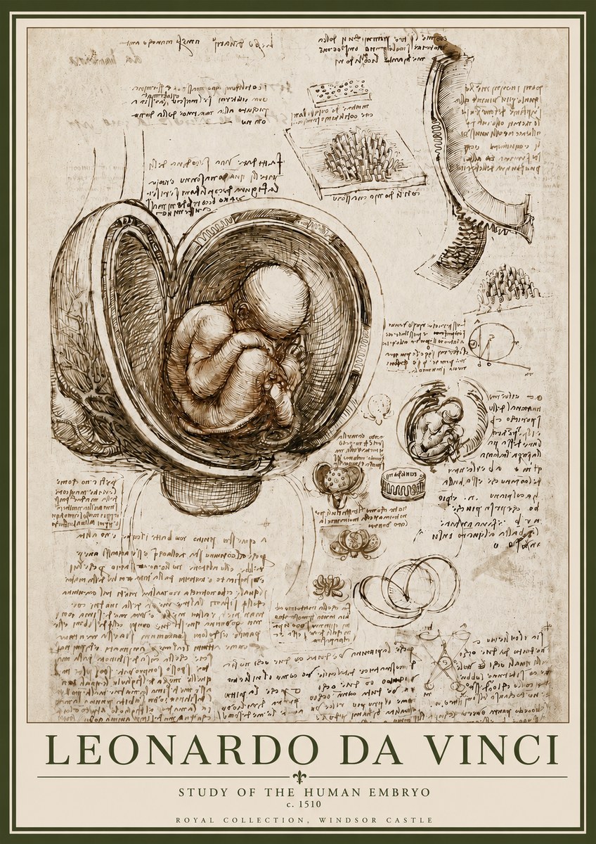 Leonardo da Vinci Studies of the Fetus in the Womb No6 - Poster