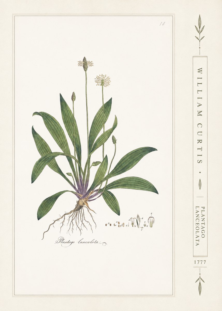William Curtis Plantago Lanceolata II No2 - Poster