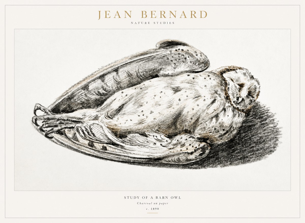 Jean Bernard Sleeping Owl No2 - Poster