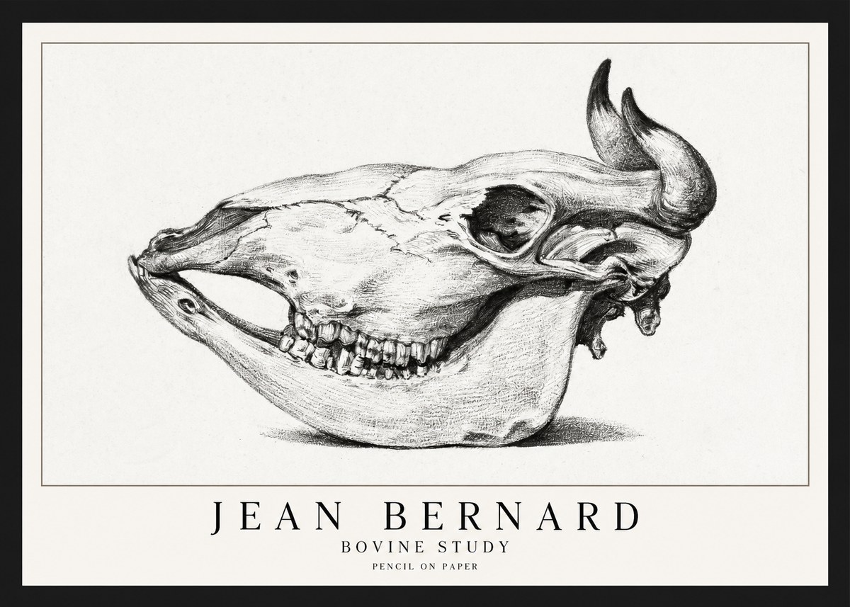 Jean Bernard Bovine Skull Study No2 - Poster