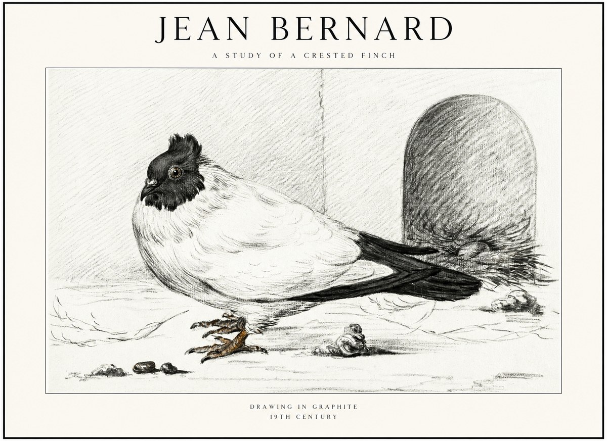 Jean Bernard A Study of a Crested Finch No1 - Poster