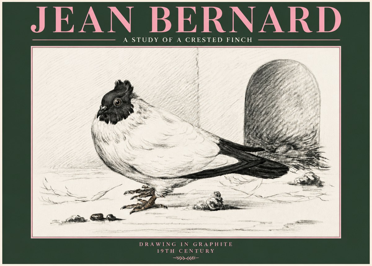 Jean Bernard A Study of a Crested Finch No3 - Poster