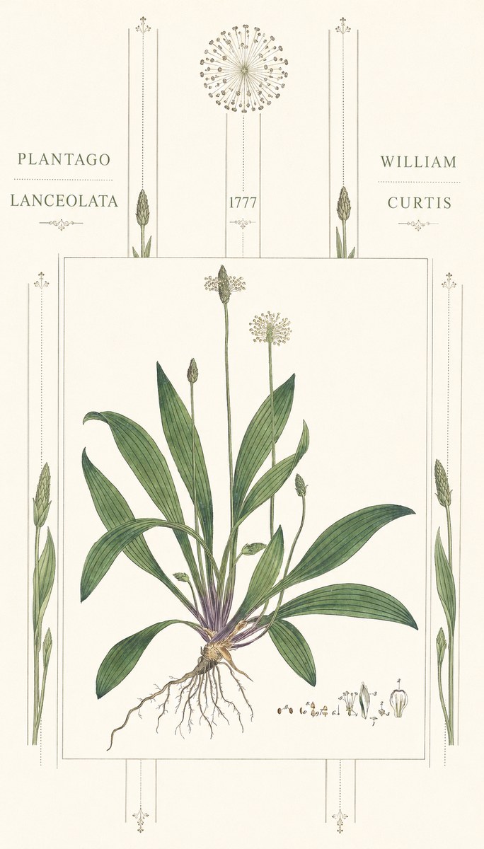 William Curtis Plantago Lanceolata III No6 - Poster