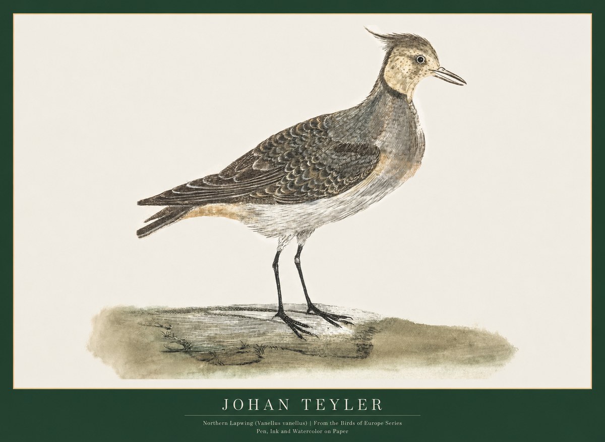 Johan Teyler Northern Lapwing (Vanellus Vanellus) No1 - Poster