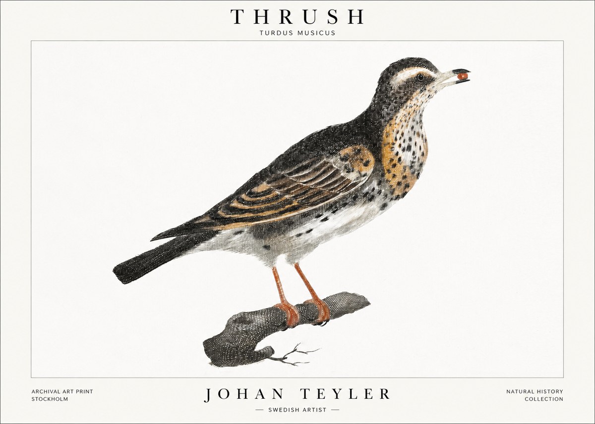 Johan Teyler Thrush No1 - Poster