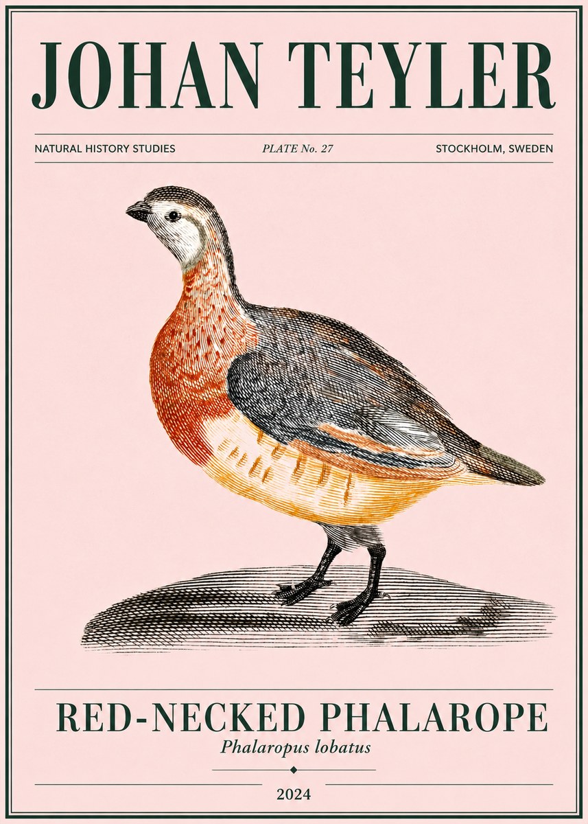 Johan Teyler Red-necked Phalarope No4 - Poster