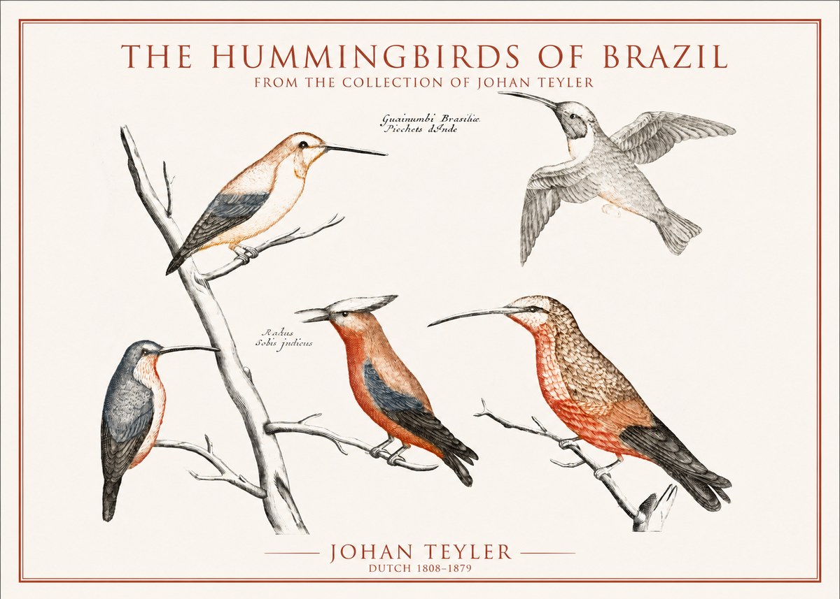 Johan Teyler The Hummingbirds of Brazil from the Collection of Johan Teyler No1 - Poster