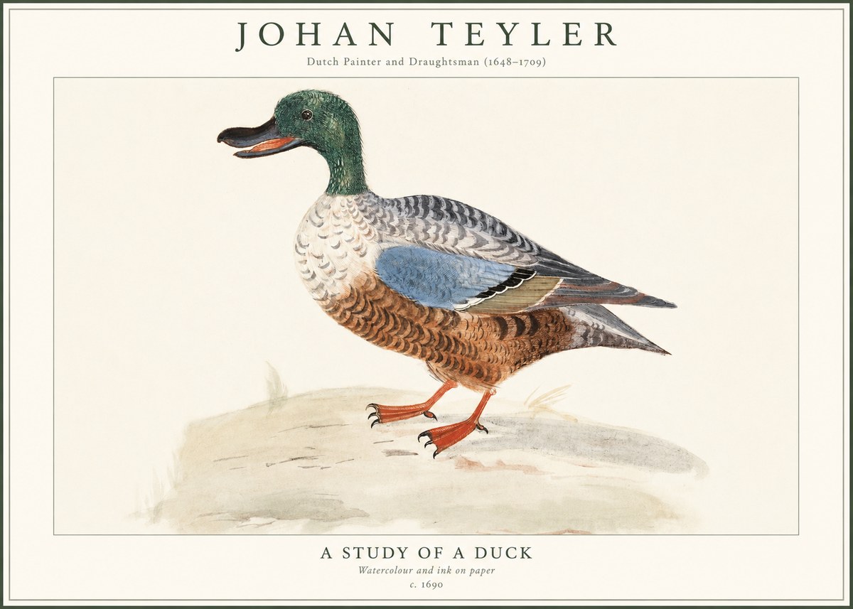 Johan Teyler A Study of a Duck No1 - Poster