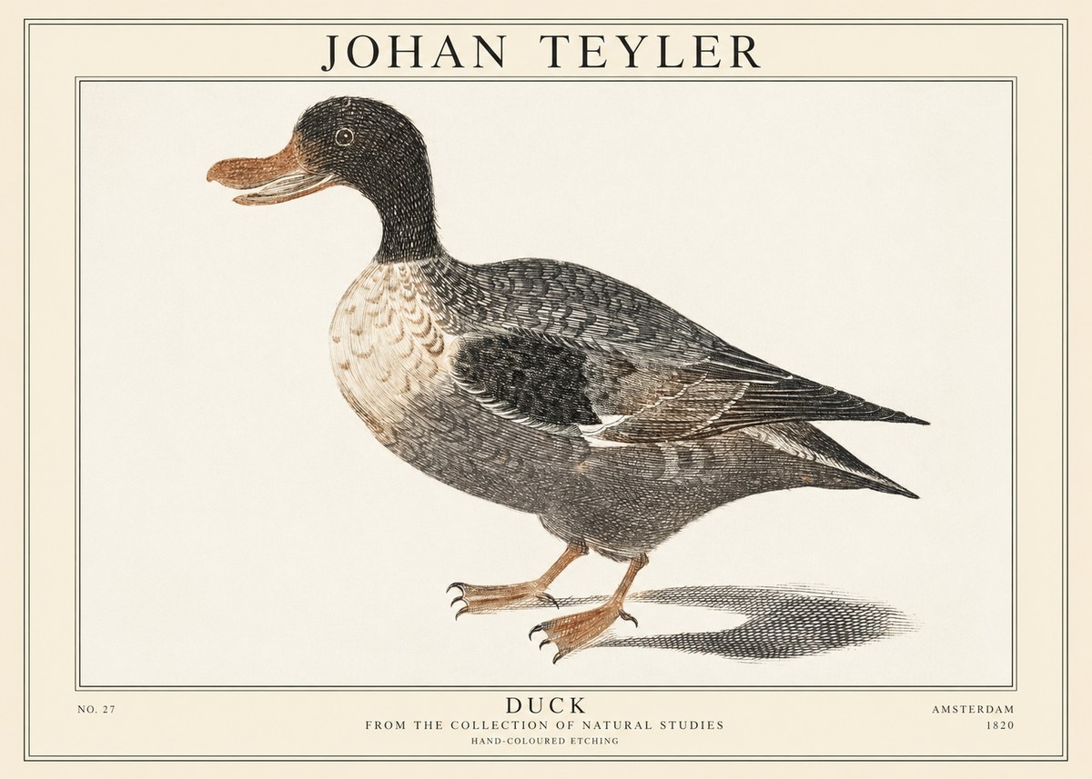 Johan Teyler Duck I No1 - Poster