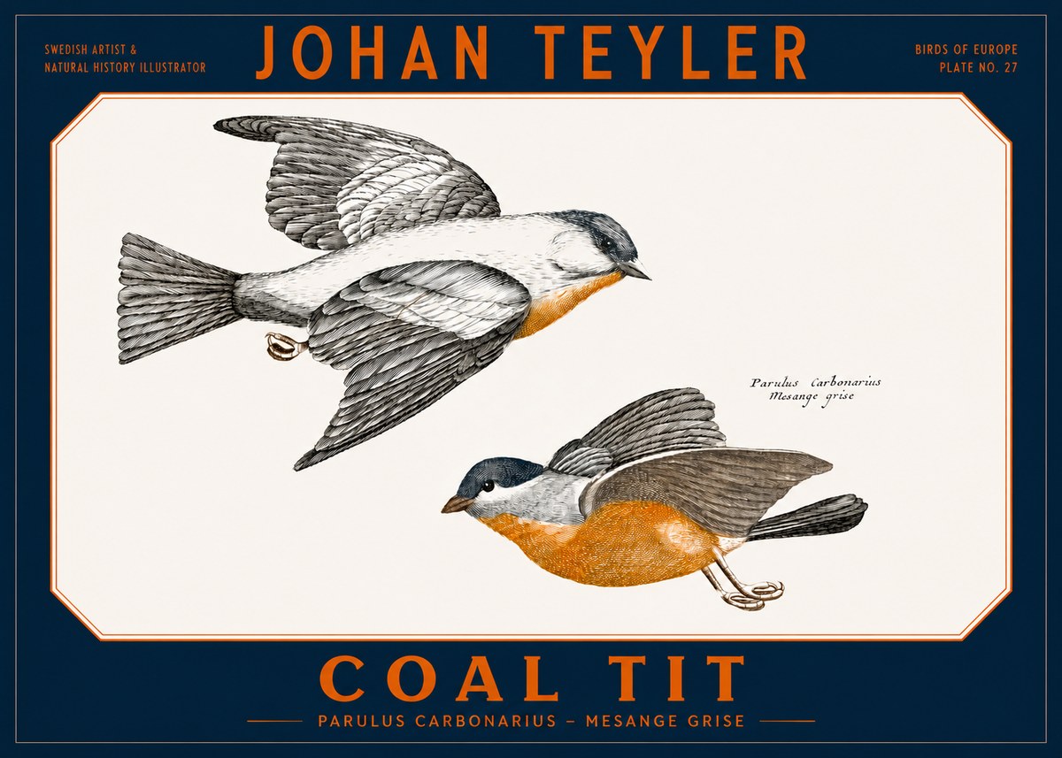Johan Teyler Coal Tit No2 - Poster