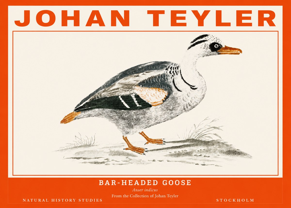 Johan Teyler Bar-headed Goose No2 - Poster
