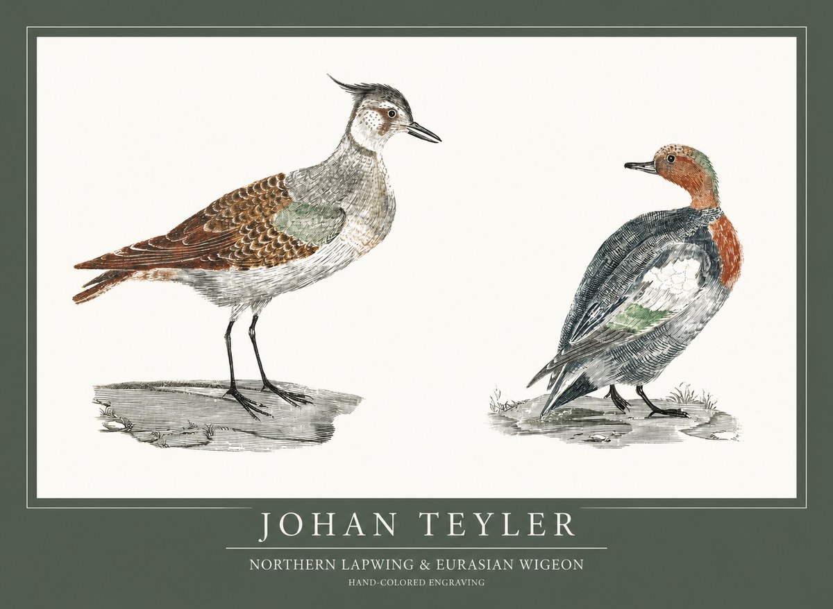 Johan Teyler Northern Lapwing & Eurasian Wigeon No1 - Poster
