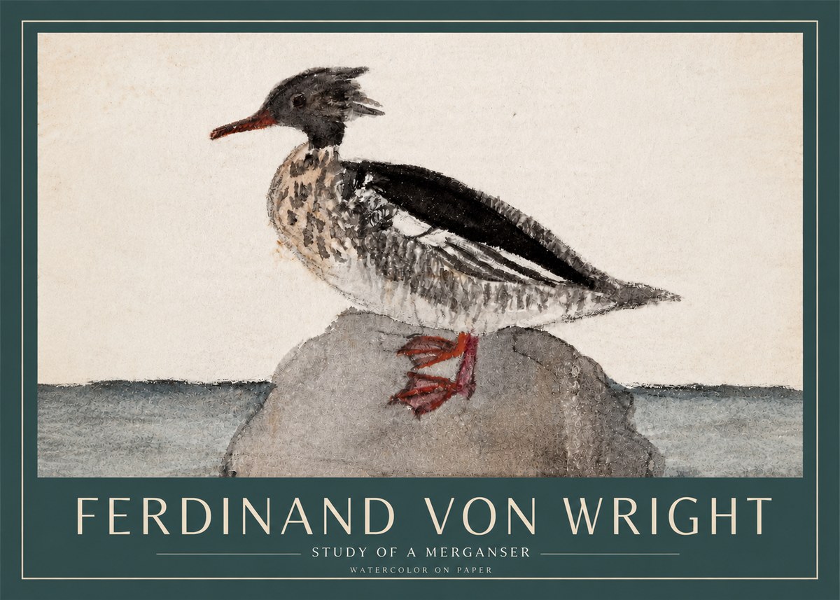 Ferdinand von Wright Study of a Merganser No3 - Poster