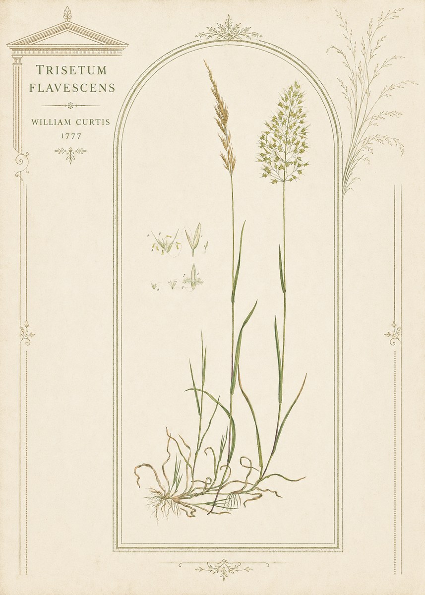 William Curtis Trisetum Flavescens II No3 - Poster
