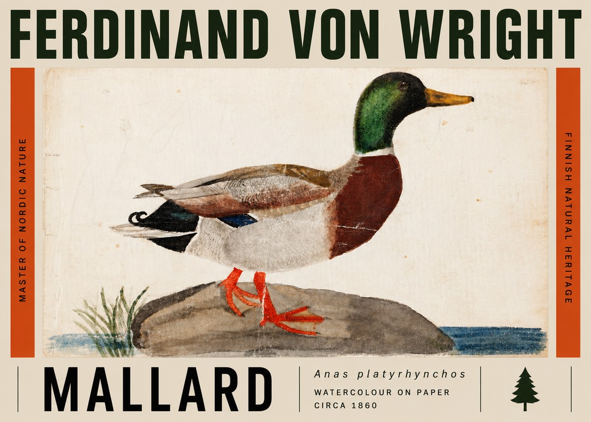 Ferdinand von Wright Mallard (Anas Platyrhynchos) No5 - Poster