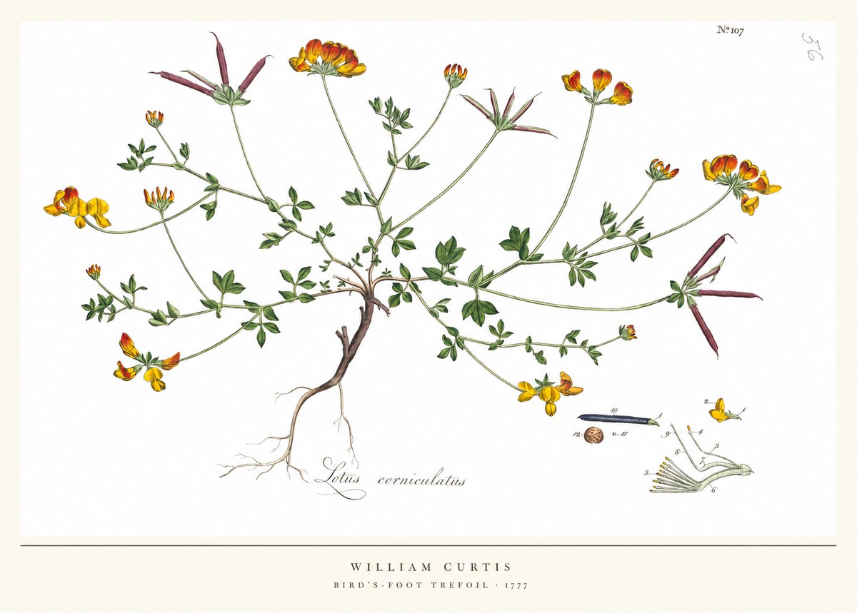 William Curtis Bird's-foot Trefoil No5 - Poster