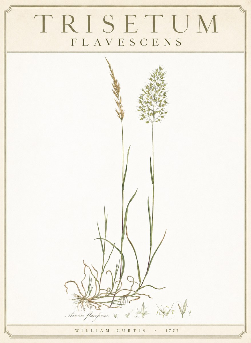 William Curtis Trisetum Flavescens III No3 - Poster