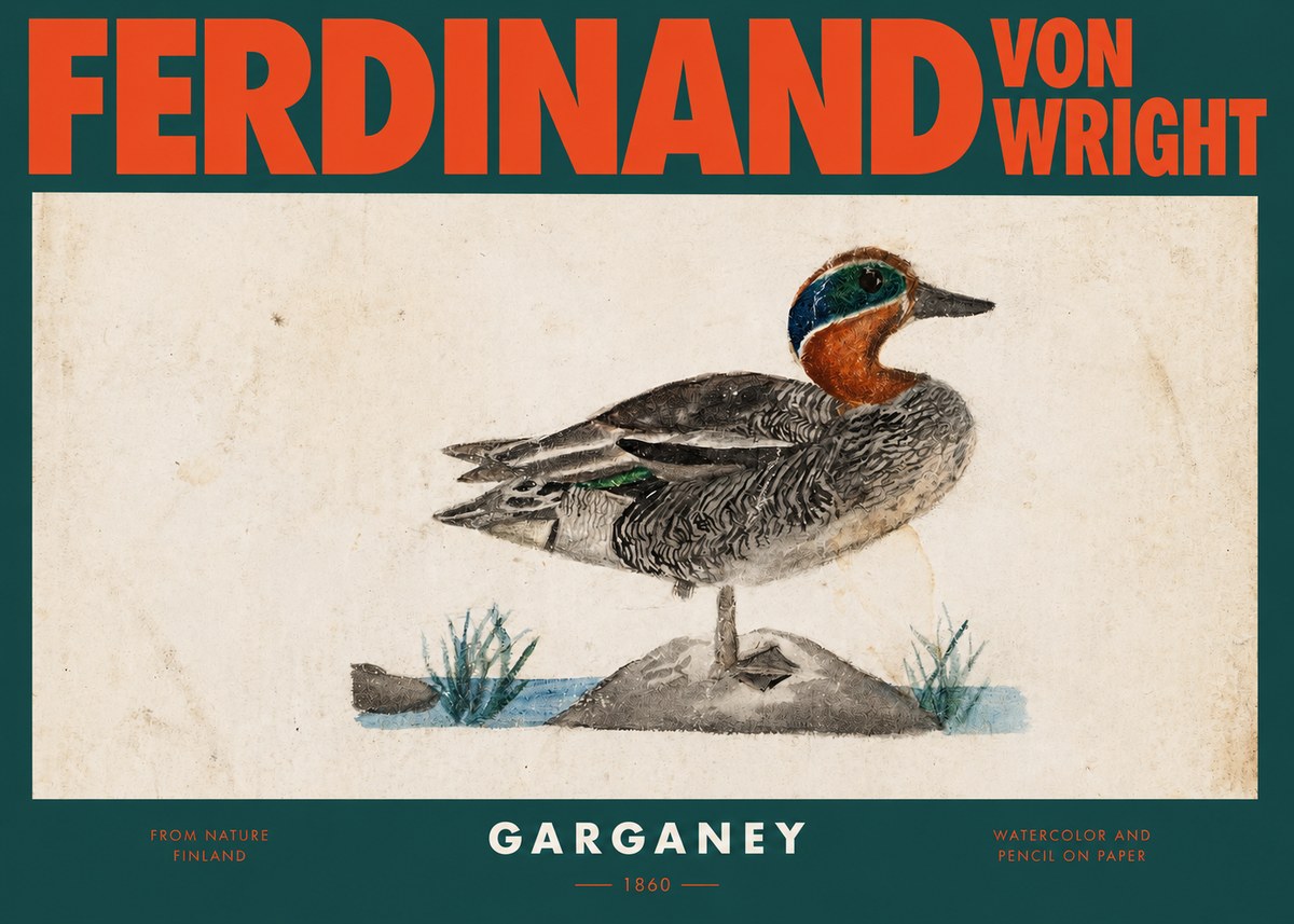 Ferdinand von Wright Garganey No2 - Poster