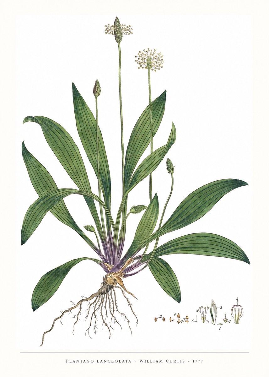 William Curtis Plantago Lanceolata IV No6 - Poster