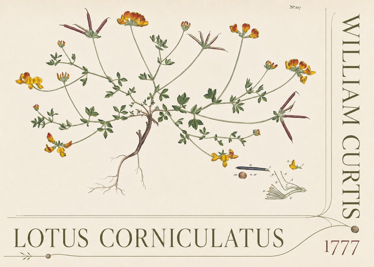 William Curtis Lotus Corniculatus III No5 - Poster