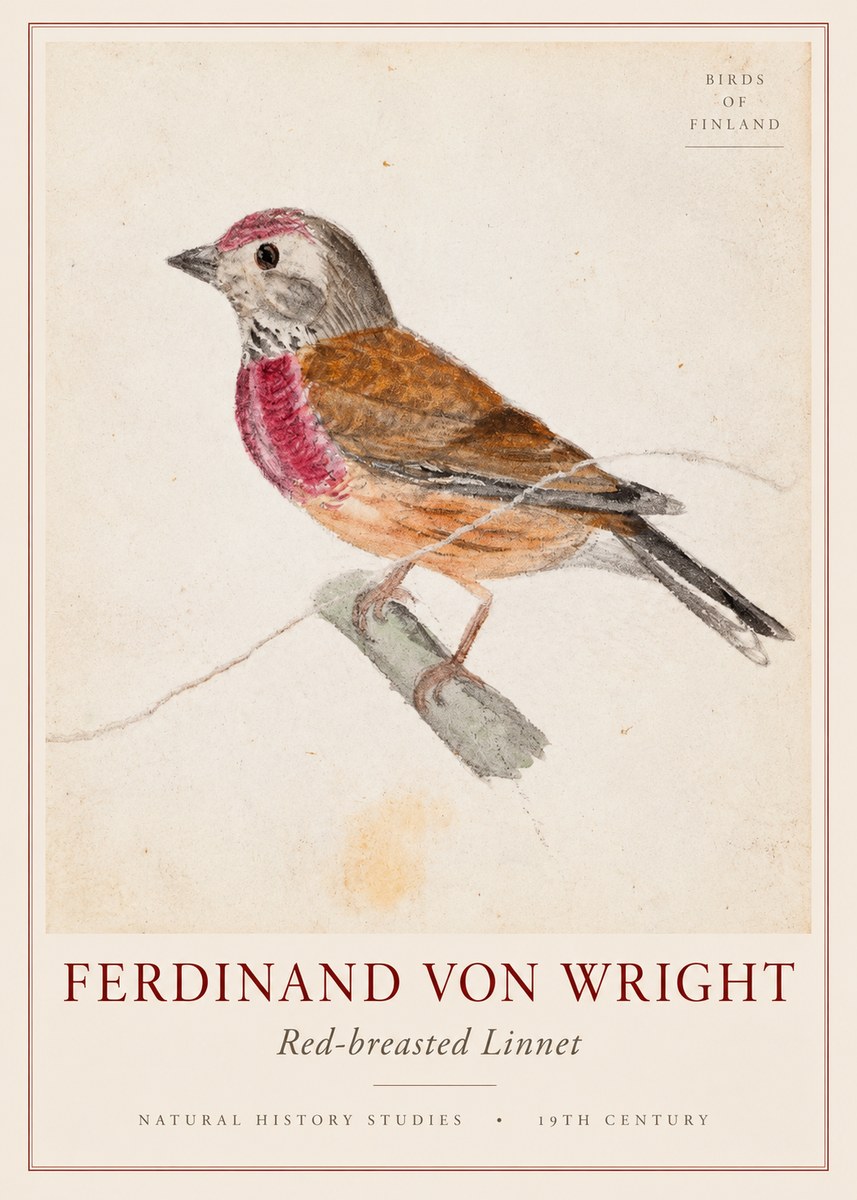 Ferdinand von Wright Bird Study No3 - Poster
